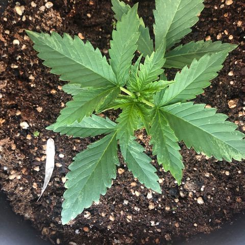 Blueberry Automatic growlog timeline photo