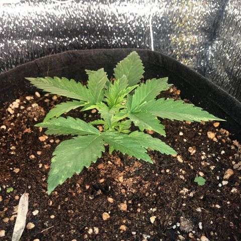Blueberry Automatic growlog timeline photo