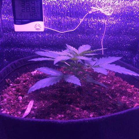 Blueberry Automatic growlog timeline photo