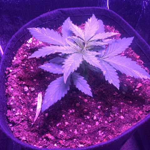 Blueberry Automatic growlog timeline photo