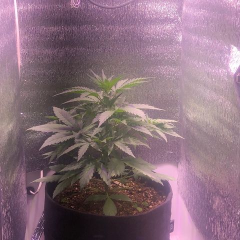 Blueberry Automatic growlog timeline photo