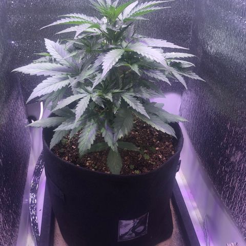 Blueberry Automatic growlog timeline photo