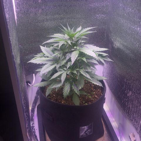 Blueberry Automatic growlog timeline photo