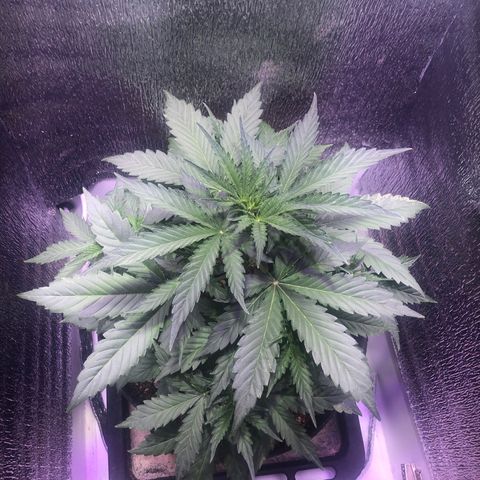 Blueberry Automatic growlog timeline photo