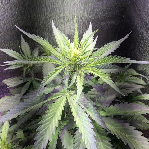 Blueberry Automatic growlog timeline photo