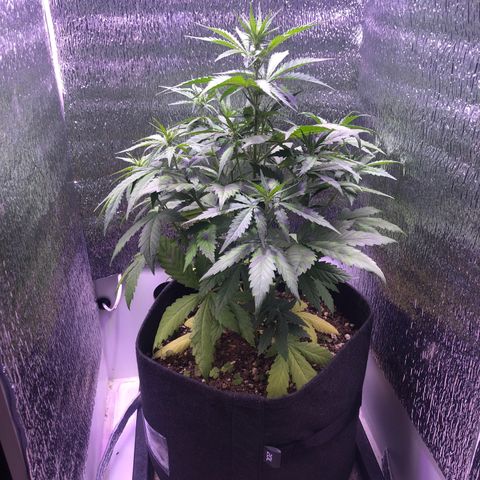 Blueberry Automatic growlog timeline photo