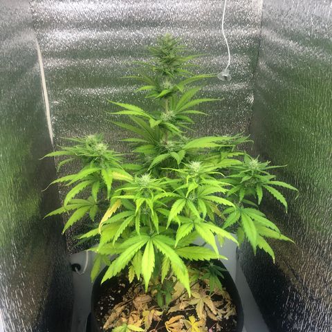 Blueberry Automatic growlog timeline photo