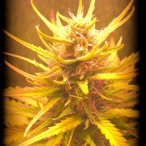 Blueberry Automatic growlog timeline photo