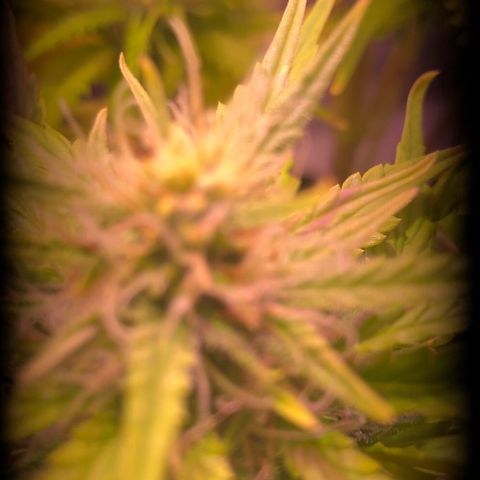 Blueberry Automatic growlog timeline photo