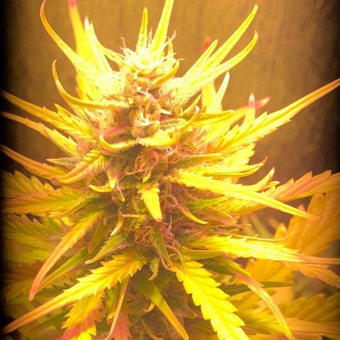 Blueberry Automatic growlog timeline photo