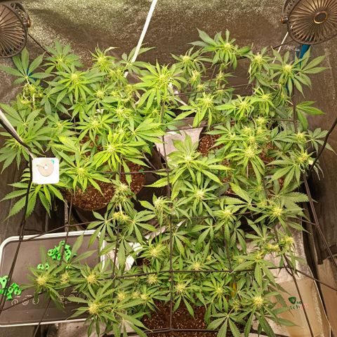 Skywalker Haze Auto Dutch Passion SCROG growlog photo