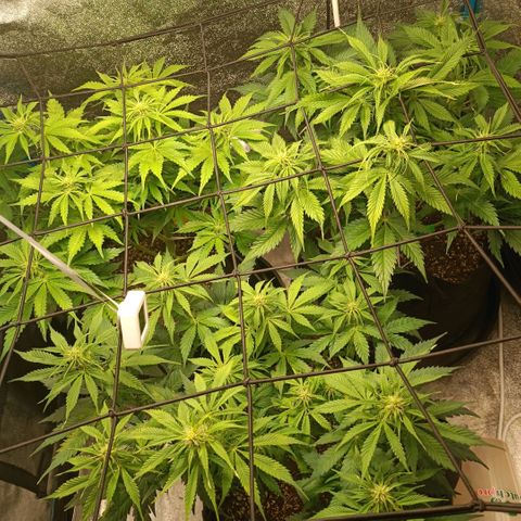 Skywalker Haze Auto Dutch Passion SCROG growlog photo
