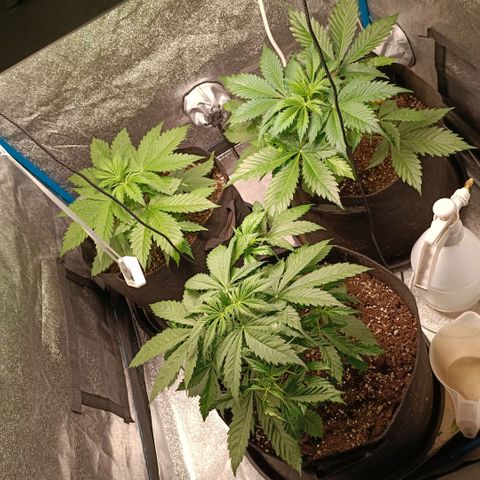 Skywalker Haze Auto Dutch Passion SCROG growlog photo