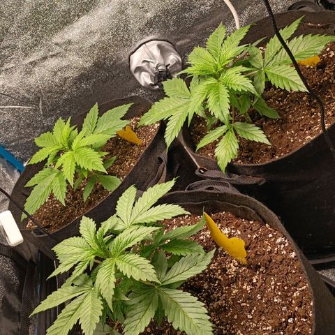 Skywalker Haze Auto Dutch Passion SCROG growlog photo
