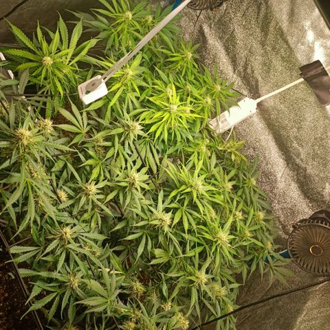 Skywalker Haze Auto Dutch Passion SCROG growlog timeline photo