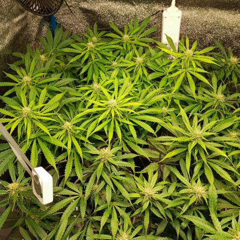 Skywalker Haze Auto Dutch Passion SCROG growlog photo