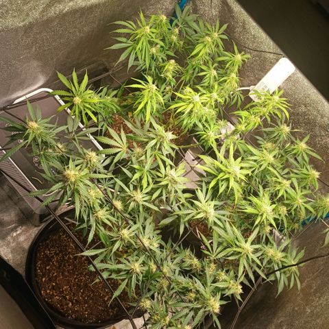 Skywalker Haze Auto Dutch Passion SCROG growlog timeline photo