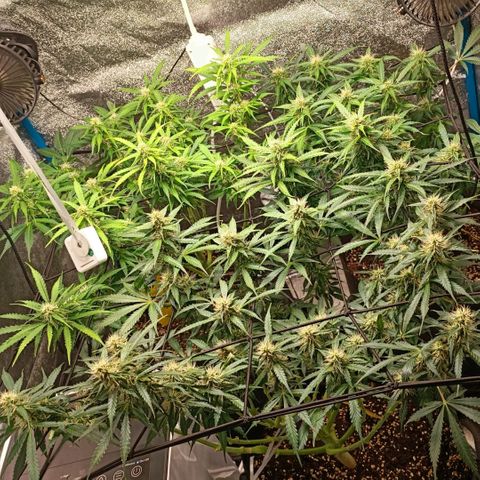Skywalker Haze Auto Dutch Passion SCROG growlog timeline photo