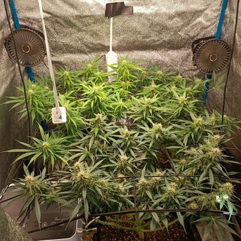 Skywalker Haze Auto Dutch Passion SCROG growlog timeline photo