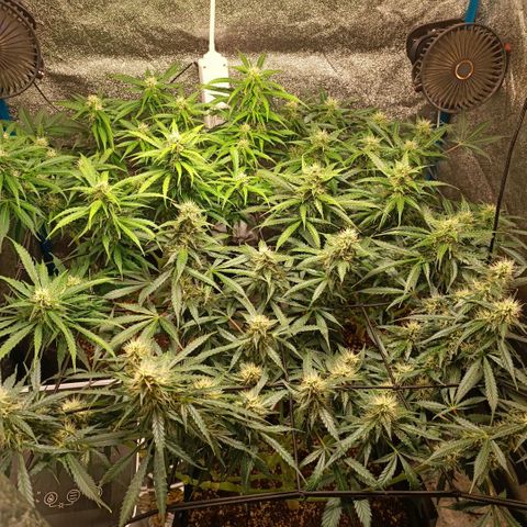 Skywalker Haze Auto Dutch Passion SCROG growlog timeline photo