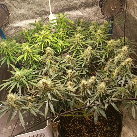 Skywalker Haze Auto Dutch Passion SCROG growlog timeline photo