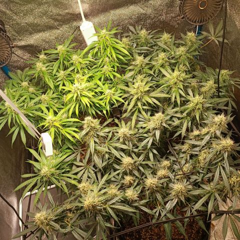 Skywalker Haze Auto Dutch Passion SCROG growlog timeline photo