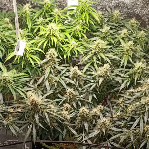 Skywalker Haze Auto Dutch Passion SCROG growlog timeline photo