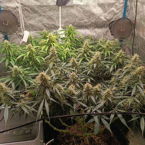 Skywalker Haze Auto Dutch Passion SCROG growlog timeline photo