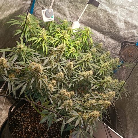 Skywalker Haze Auto Dutch Passion SCROG growlog timeline photo