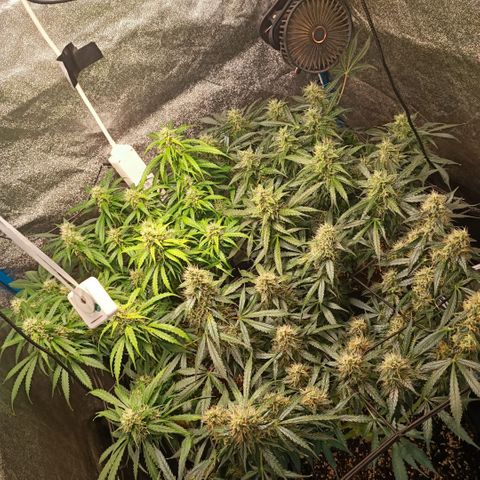 Skywalker Haze Auto Dutch Passion SCROG growlog timeline photo