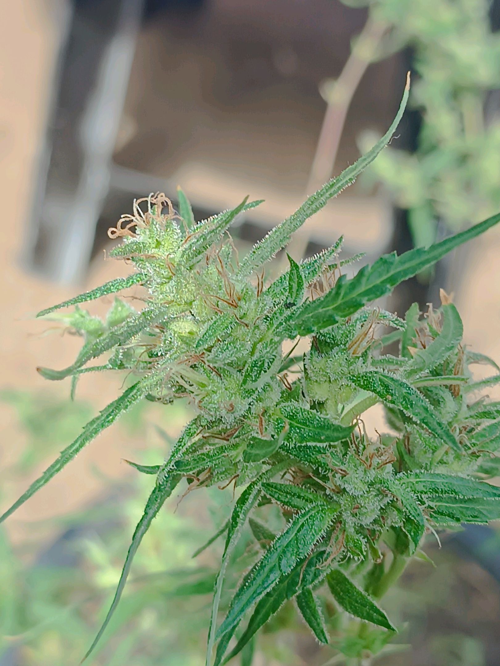 Prenseed ( Artemis) πππ¬ growlog header