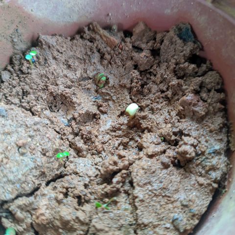 Prenseed ( Artemis) 🍊🍋🍬 growlog photo