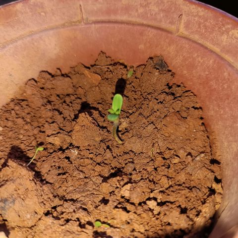 Prenseed ( Artemis) 🍊🍋🍬 growlog photo