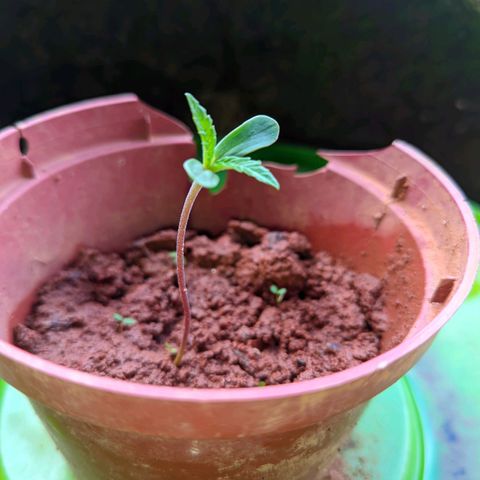 Prenseed ( Artemis) 🍊🍋🍬 growlog photo