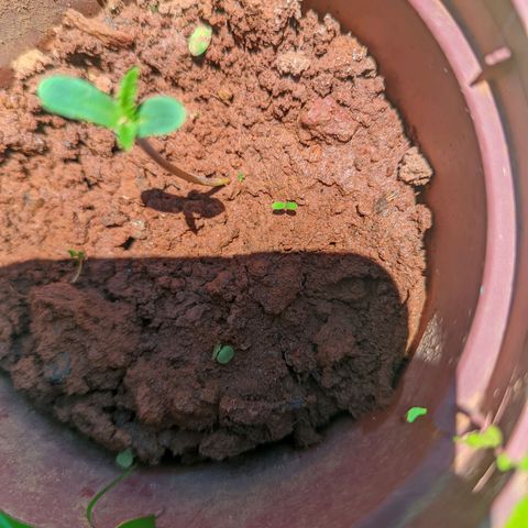 Prenseed ( Artemis) 🍊🍋🍬 growlog photo