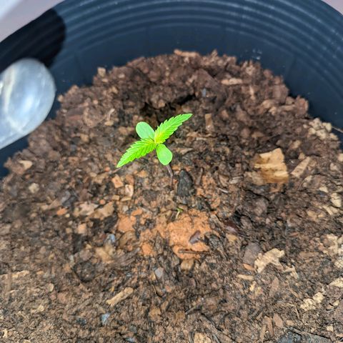 Prenseed ( Artemis) 🍊🍋🍬 growlog photo