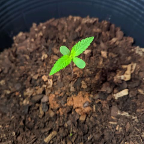 Prenseed ( Artemis) 🍊🍋🍬 growlog timeline photo