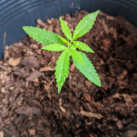 Prenseed ( Artemis) 🍊🍋🍬 growlog timeline photo