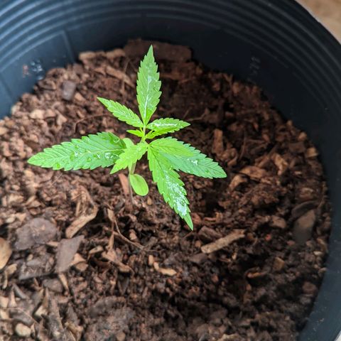 Prenseed ( Artemis) 🍊🍋🍬 growlog timeline photo