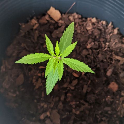 Prenseed ( Artemis) 🍊🍋🍬 growlog timeline photo