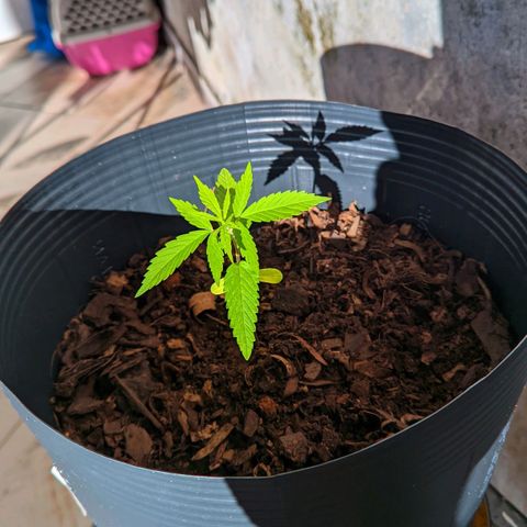 Prenseed ( Artemis) 🍊🍋🍬 growlog timeline photo