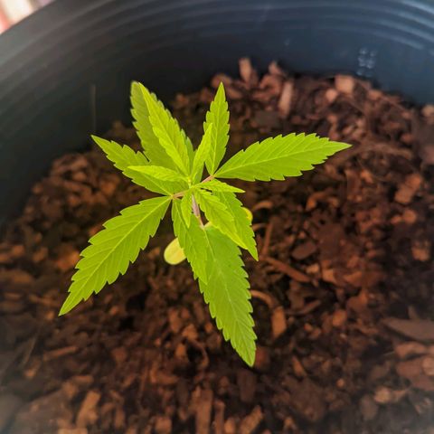 Prenseed ( Artemis) 🍊🍋🍬 growlog timeline photo