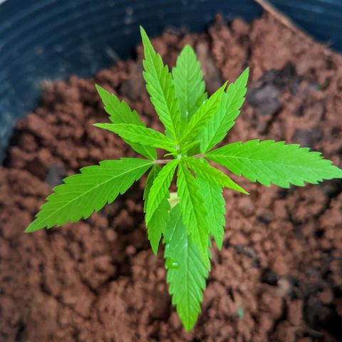 Prenseed ( Artemis) 🍊🍋🍬 growlog timeline photo