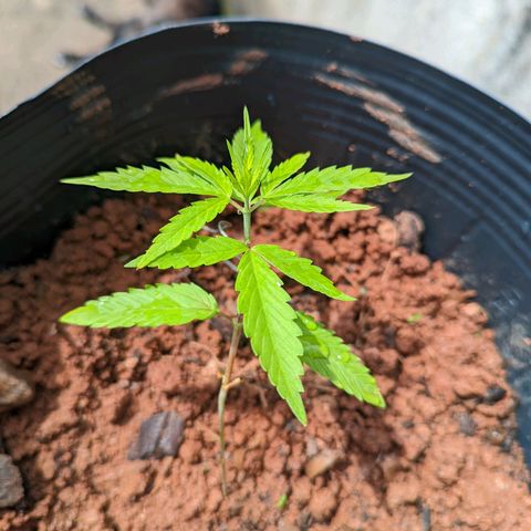 Prenseed ( Artemis) 🍊🍋🍬 growlog photo: Até que enfim o sol voltou direito 