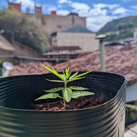 Prenseed ( Artemis) 🍊🍋🍬 growlog timeline photo