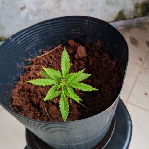 Prenseed ( Artemis) 🍊🍋🍬 growlog photo: Nascendo as laterais 