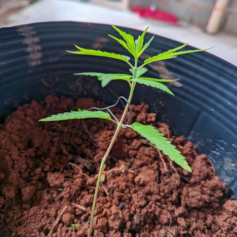 Prenseed ( Artemis) 🍊🍋🍬 growlog timeline photo