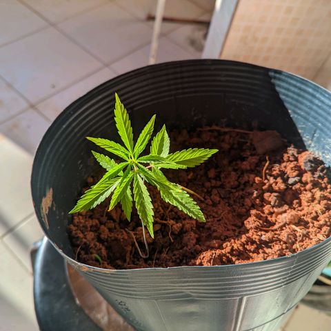 Prenseed ( Artemis) 🍊🍋🍬 growlog timeline photo