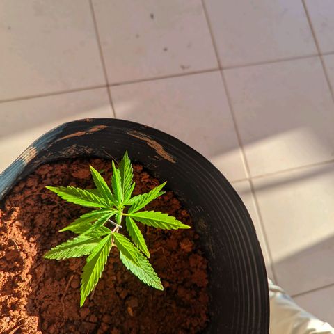 Prenseed ( Artemis) 🍊🍋🍬 growlog timeline photo