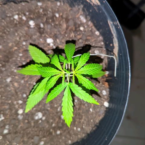 Prenseed ( Artemis) 🍊🍋🍬 growlog timeline photo